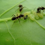Борьба с черными садовыми муравьями