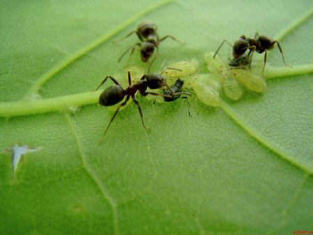 черные садовые муравьи конопля
