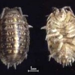 Мокрицы (Oniscidae)