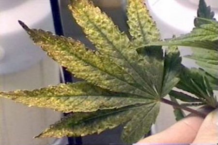 Больные листья марихуаны скачать бесплатно tor browser для ipad hidra