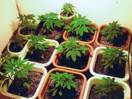 как часто поливать ростки марихуаны