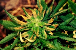 Вредители марихуаны куплю семена конопли харьков