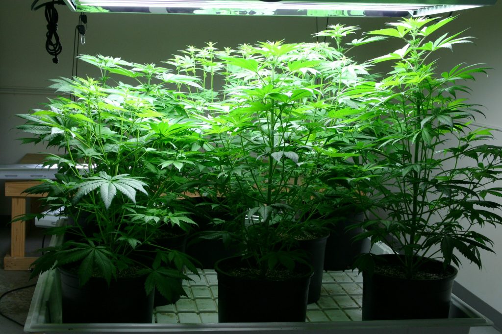 технология выращивания марихуаны