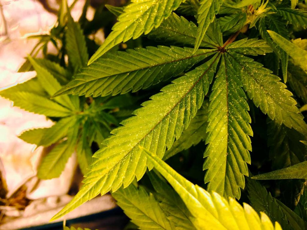 Болезни растений марихуаны марихуана наркотик или нет