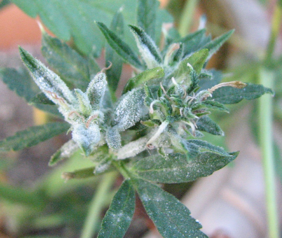 Выращивание марихуаны плесень как правильно обрезать листья у марихуаны