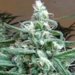 Типы семян марихуаны