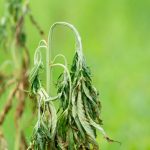Корневая гниль: причины, симптомы и лечение у растений конопли