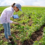 Устойчивое выращивание конопли: Путь к экологически чистой продукции