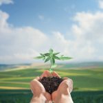Качество почвы и урожай конопли: как поддерживать плодородие почвы