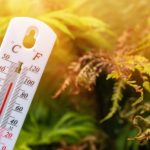 Влияние температуры и влажности на здоровье конопли
